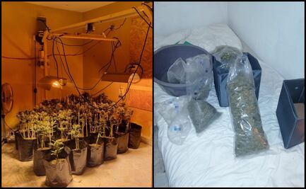 FGR desmantela invernadero de marihuana en Monterrey, Nuevo León