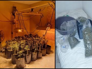 FGR desmantela invernadero de marihuana en Monterrey, Nuevo León