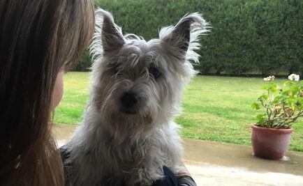 Recuperan a perro robado en Argentina gracias a Facebook