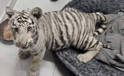 Aseguran droga, 100 mil pesos y un cachorro de tigre de bengala durante cateo en vivienda de Sonora; hay un detenido