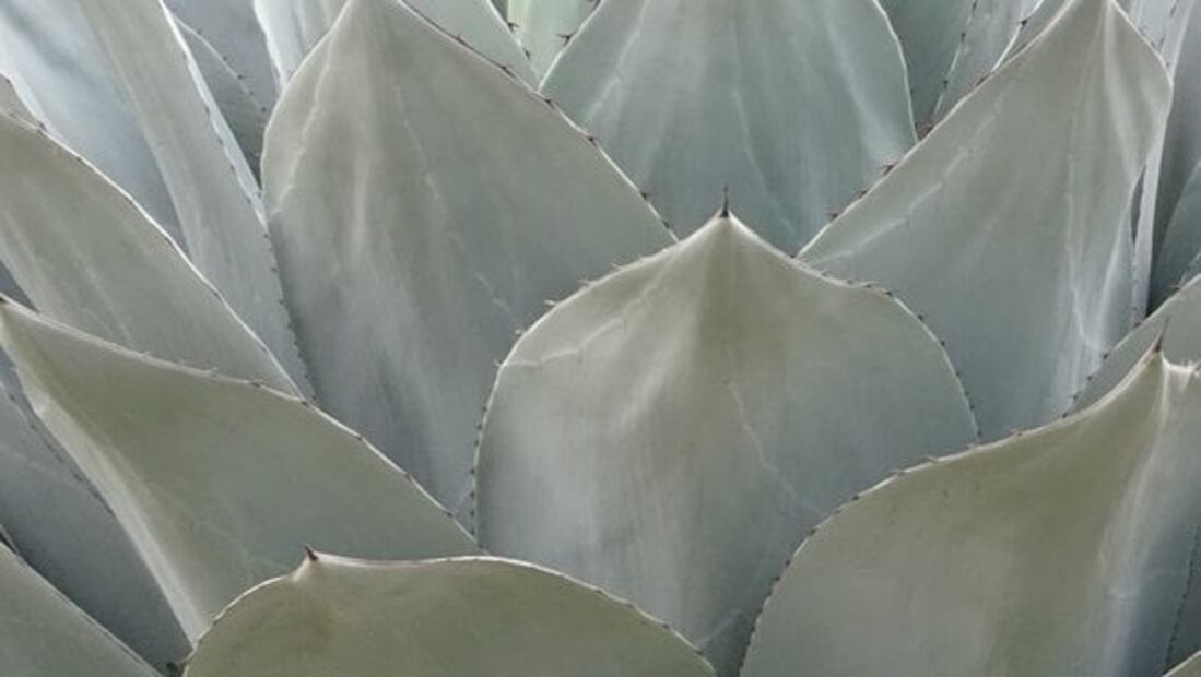 El mezcal es la mejor bebida alcohólica: estudio