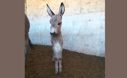 Burrolandia busca nombre para la burrita recién nacida en el santuario de Edomex