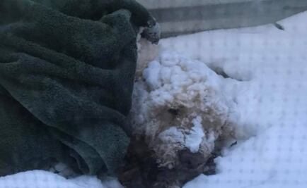 EU: ​Perro ciego sobrevive 5 noches bajo gélida tormenta invernal