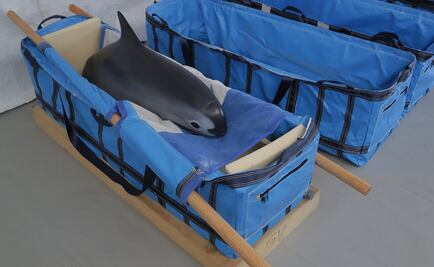 Corrupción contribuye a extinción de vaquita marina: especialista