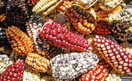 How was corn domesticated?