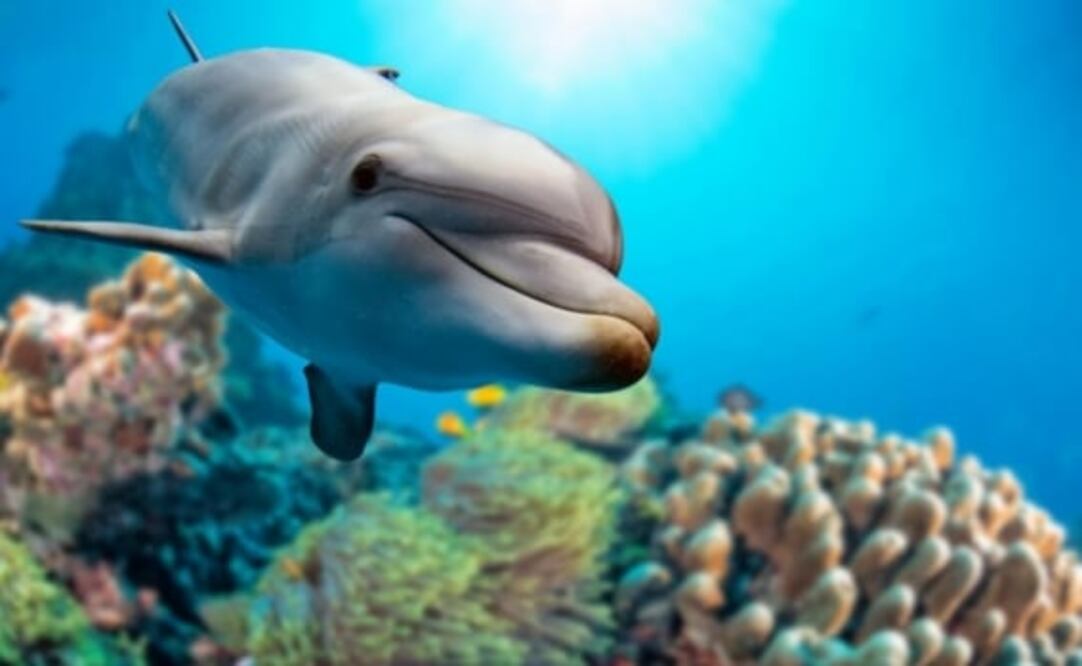 Live Science reportó el hallazgo de un delfín "con pulgares". / Foto: archivo.