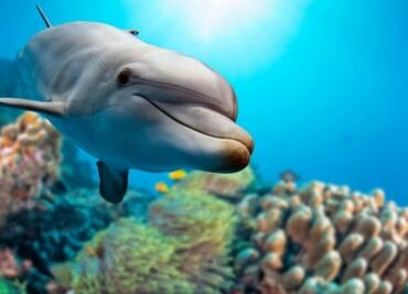 Delfín "con pulgares", el raro hallazgo de Live Science en la costa de Grecia; ¿le llegó la hora a la humanidad?