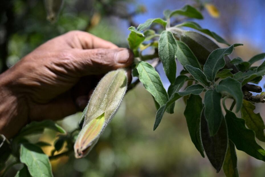 Un jardinero muestra un árbol de Brugmansia arborea, de cuyas semillas se extrae escopolamina, en el Jardín Botánico de Bogotá el 19 de enero de 2024. FOTO: RAÚL ARBOLEDA. AFP