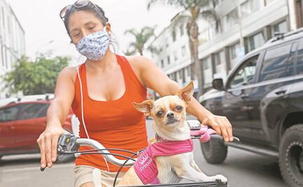 Mercado de mascotas, a prueba de Covid-19