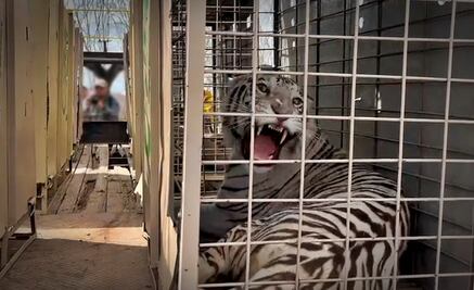 FOTOS: Por inseguridad, más de 700 animales del santuario Ostok de Culiacán se mudan a Mazatlán