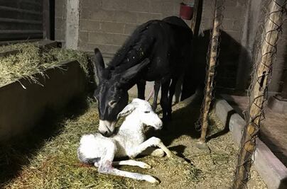 Nace nuevo burrito blanco en instalaciones del IPN