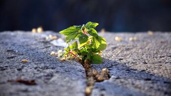 Diversos estudios muestran como las plantas silvestres muestran múltiples adaptaciones a las condicionantes de los climas extremos. El exceso de lluvia y calor son asumidos en genes que pueden mejorar los cultivos.