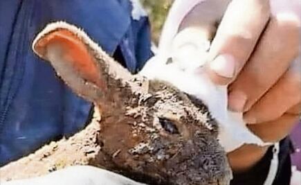 Luchan por sobrevivir al fuego en el Edomex