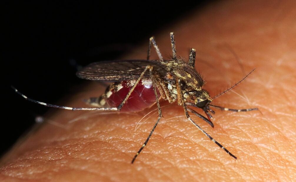 Escuelas de Guanajuato eliminan criaderos de moscos ante proliferación del dengue. Foto: Pixabay