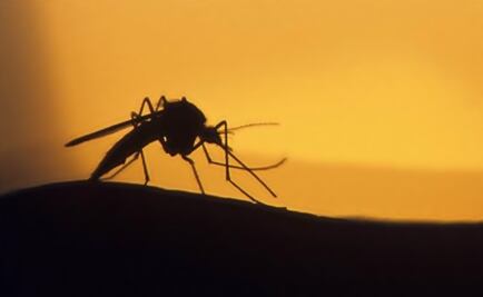 U.S. begins research into zika vaccine