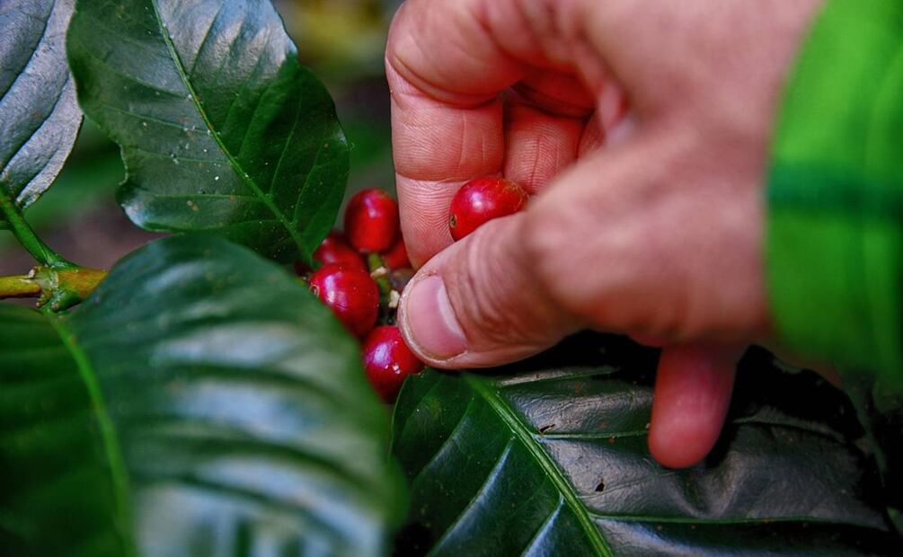 El oficio del barista, el experto en café. Foto: Pexels