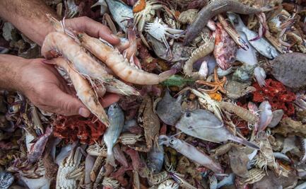 ¿Qué es la pesca de arrastre y por qué pone en riesgo a los océanos?