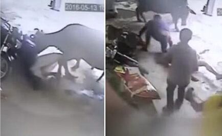 Vaca impide golpiza a mujer, lo más leído