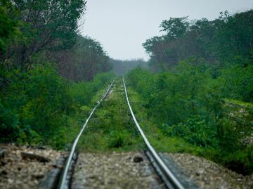 Ambientalistas insisten: Tren Maya devastará ecosistema