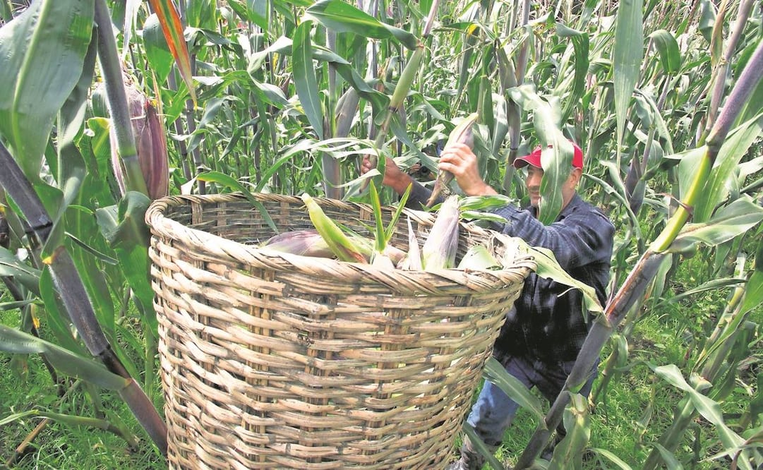Ante la creciente inflación continuará el aumento a la producción de alimentos de autoconsumo y el subsidio a gasolinas, dijo el Presidente. Foto: Archivo/ EL UNIVERSAL