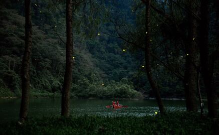 El santuario de las luciérnagas que se visita en lancha