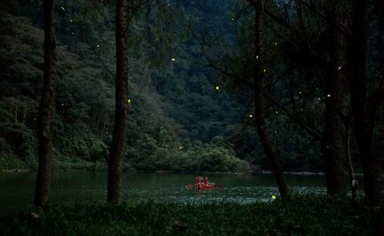 El santuario de las luciérnagas que se visita en lancha