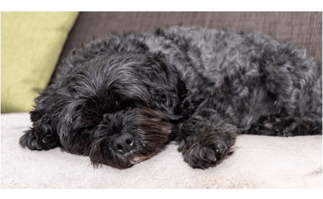 Foto: archivo/ EL UNIVERSAL