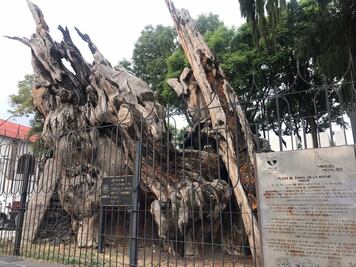 El verdadero árbol de "La Noche Triste" está en Naucalpan, no en Tacuba