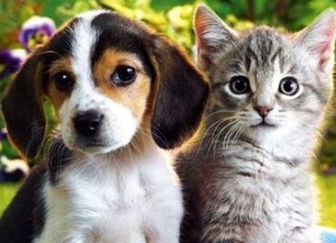 Niños podrán obtener actas de nacimiento para sus mascotas en Xalapa, Veracruz