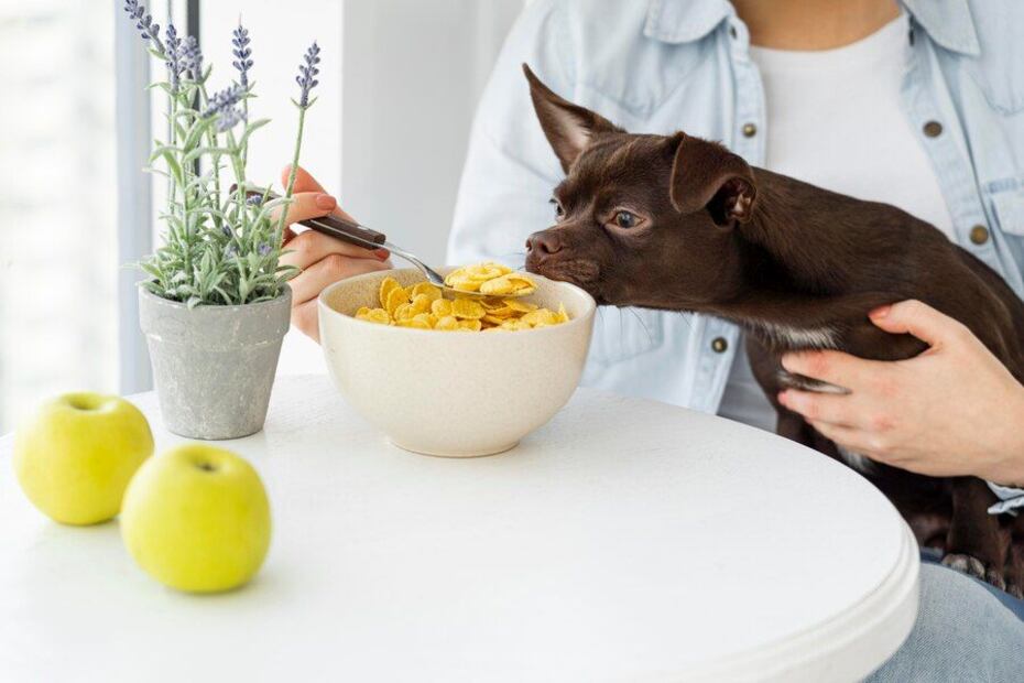 Consejos de cómo enseñar a tu perro a qué no pida comida. Fuente: Freepik.