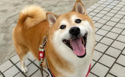 "Cheems", perrita viral de los memes, está grave; "prometo que no te dejaré sufrir", dice dueño