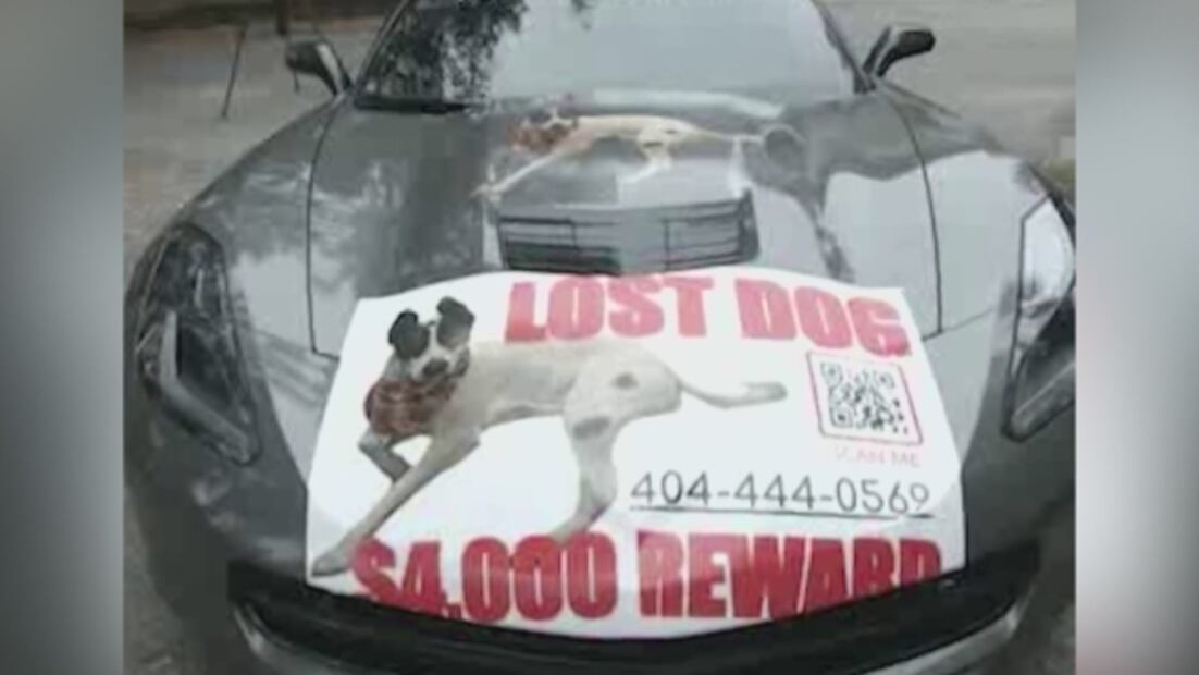 Familia ofrece Corvette como recompensa por encontrar a su perro perdido