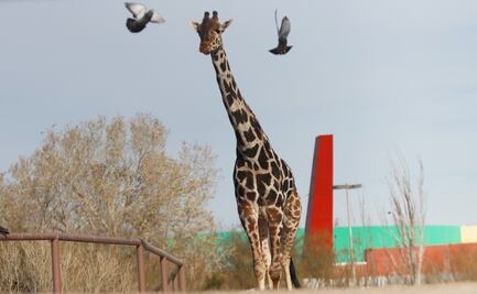 FOTOS: Jirafa Benito va en camino a su nuevo hogar en el Africam Safari en Puebla