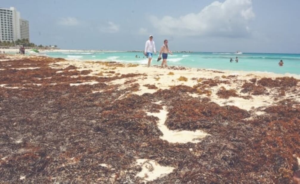 9 cosas que debes saber sobre el sargazo antes de tus vacaciones