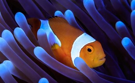 Secuencian el genoma del pez payaso