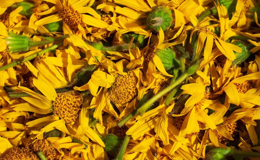 Foto: corradobarattaphotos / iStock