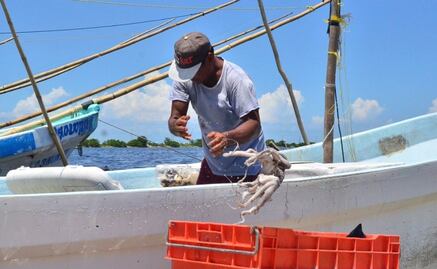 Arranca temporada de captura de pulpo en Yucatán