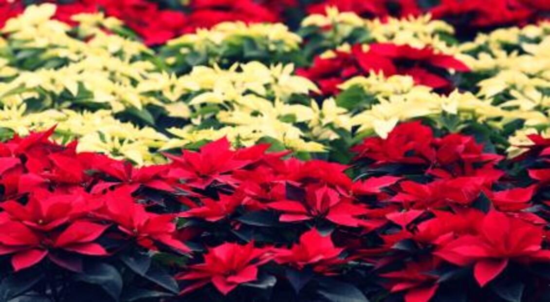  5 pueblos para ir por tus adornos de Navidad