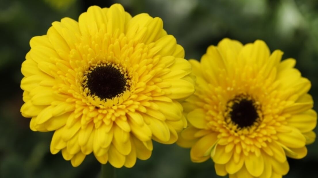 Floricultores mexiquenses esperan derrama económica de 500 millones de pesos para el Día de San Valentín 