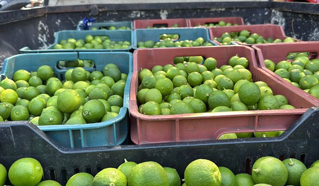 Limoneros temen a los campos minados. Foto: Carlos Arrieta/EL UNIVERSAL