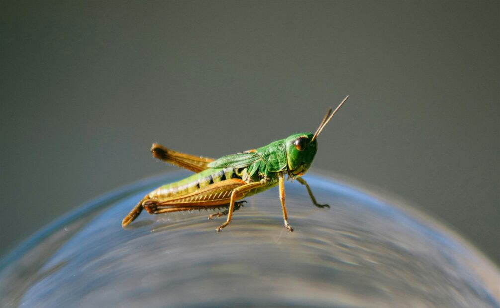 En grandes metrópolis, como la Ciudad de México, los chapulines pueden encontrarse en parques, jardine u otras áreas verdes y son insectos totalmente inofensivos. Foto: Canva