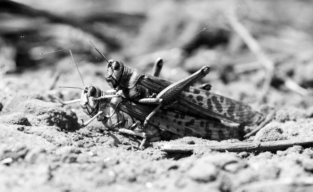 La presencia de langostas en México continúa; en 1947, el Ejército Mexicano combatió otra severa plaga en el sureste, con lanzallamas, pulverizadores y químicos. Se repitió la amenaza en 1968, cuando la “manga más grande” de la historia nacional llegó a Yucatán, abarcando casi 5 mil hectáreas de cultivo. Foto: Wikimedia Commons.