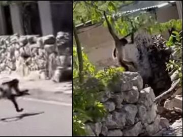 Captan a monos araña en calles de Dzidzantún, Yucatán