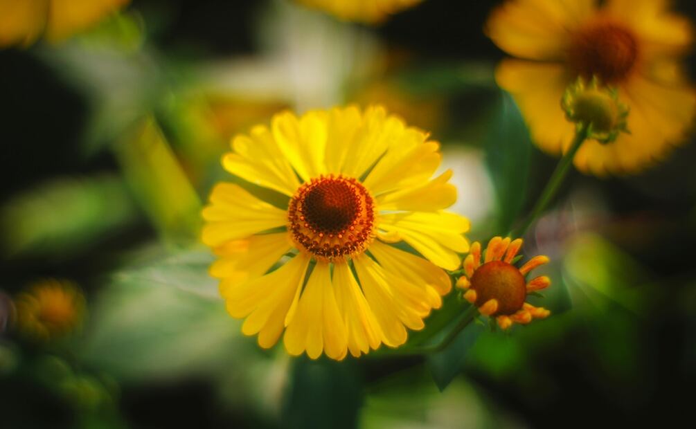 Cinco flores comestibles y sus beneficios. Foto: Pexels