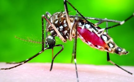 At least 201 cases of Zika in Mexico
