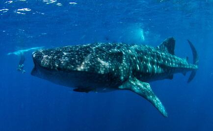 Hoy es el Día Internacional del tiburón ballena