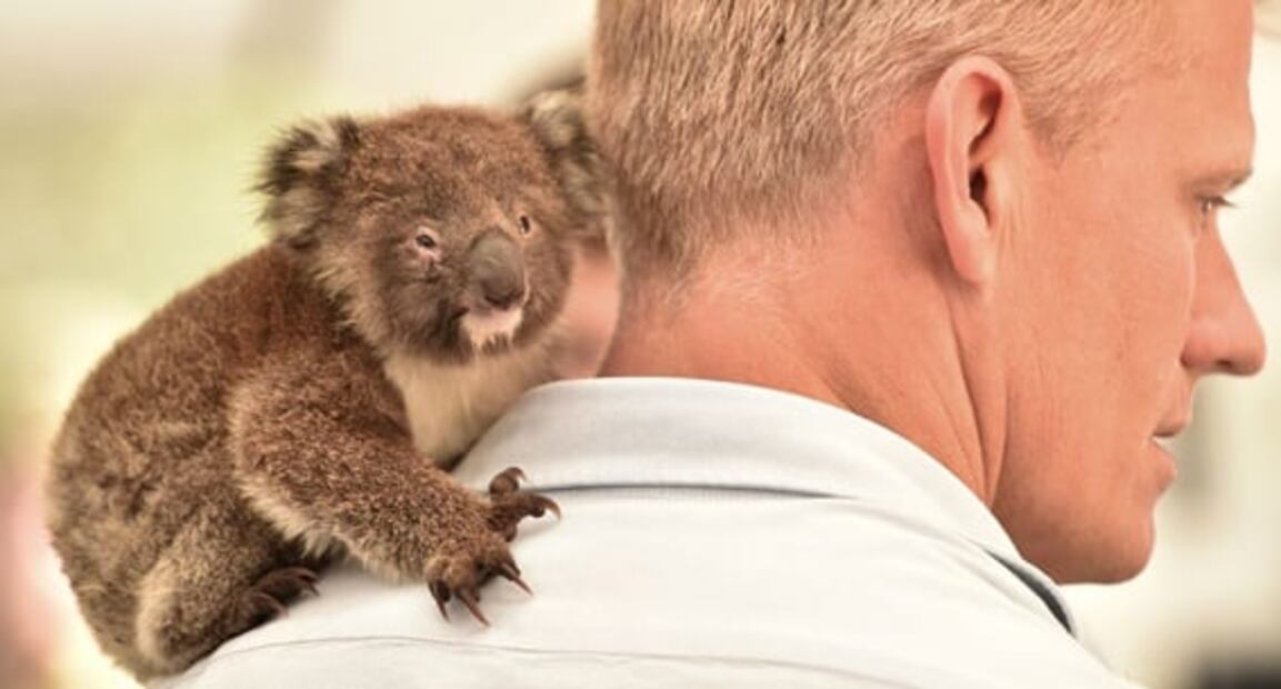 Improvisan hospital en Australia para salvar a koalas de los incendios