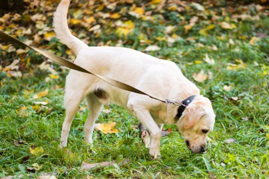Cómo evitar que tu perro orine en lugares no deseados. Fuente: Freepik.