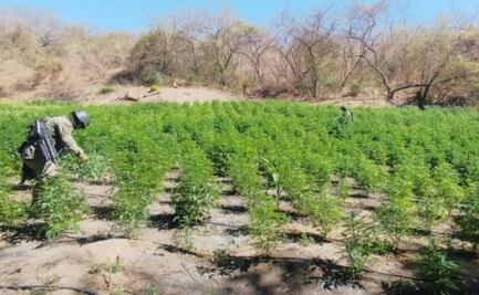 Destruyen plantío de 105 toneladas de marihuana en Tequila, Jalisco