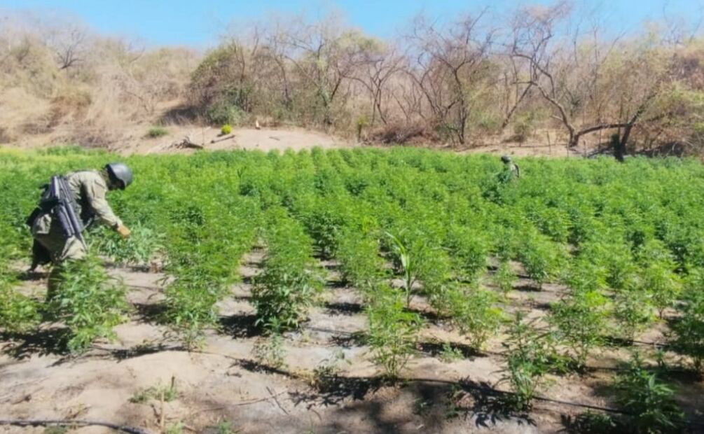 Hallan explosivos y químicos en Cósala; ejército desmantela plantío de marihuana. Foto: Especial